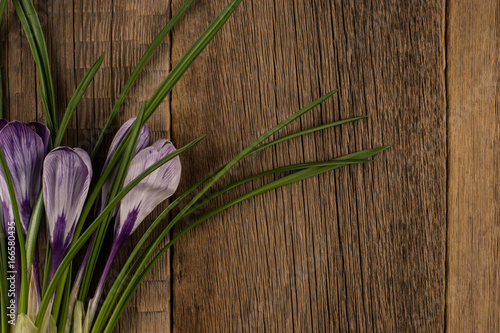 Fototapeta Naklejka Na Ścianę i Meble -  Spring crocus on wooden background.