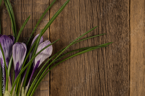 Spring crocus on wooden background.