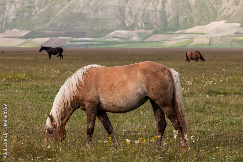 Fototapeta premium horses