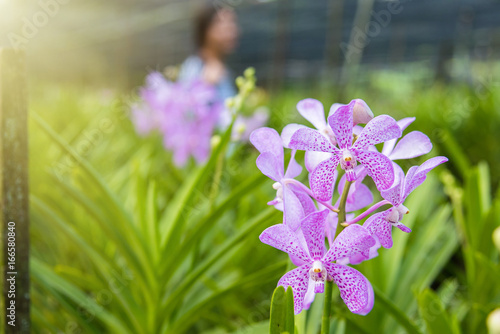 The beautiful orchids in farm with sunlight control in the sunny day  Orchid flower on a plant nursery in the orchid farm at Thailand.