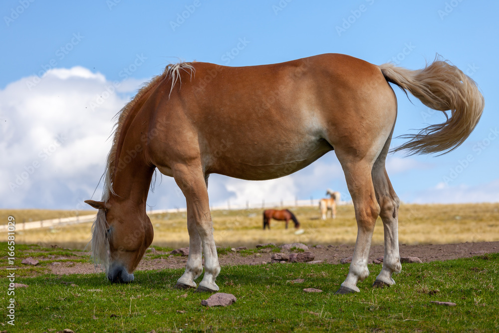 Obraz premium grazing horses