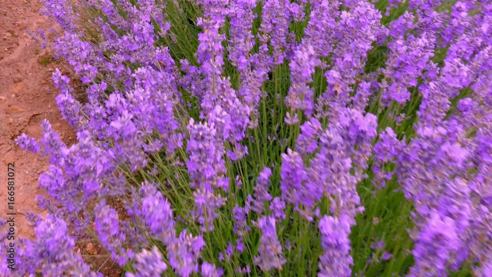 Blooming lavender near Kazanlak Bulgaria. Lavender produces essential oil, which is a major raw material for the perfumery and pharmaceutical industry. Blooming lavender near Kazanlak Bulgaria. Lavender produces essential oil, which is a major raw material for the perfumery and pharmaceutical industry.