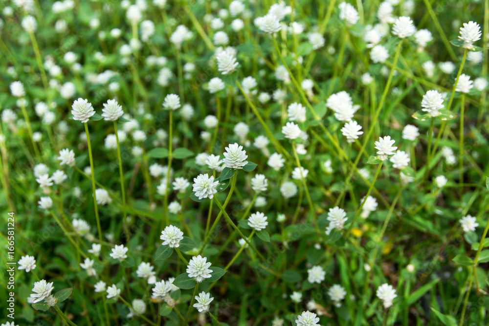 Globe amaranth or Gomphrena globosa flower in the garden.White globe amaranth in garden background Globe amaranth or Gomphrena globosa flower in the garden.White globe amaranth in garden background