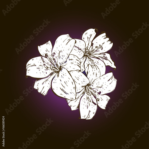 Three white lily flowers hand drawn isolated on black background. Vector illustration.
