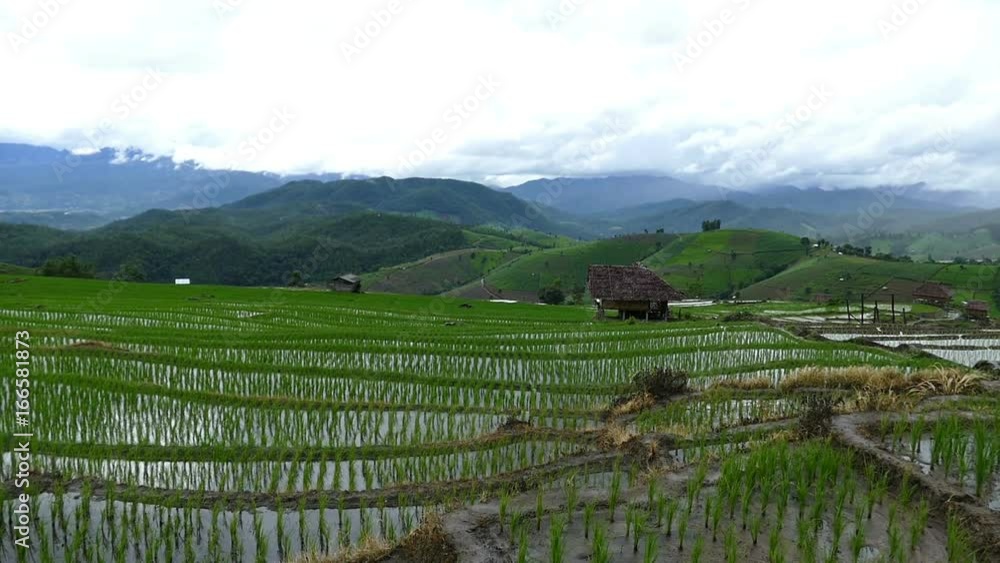 green rice field on terrace in mountain valley. beautiful nature landscape. cultivation, agriculture industry