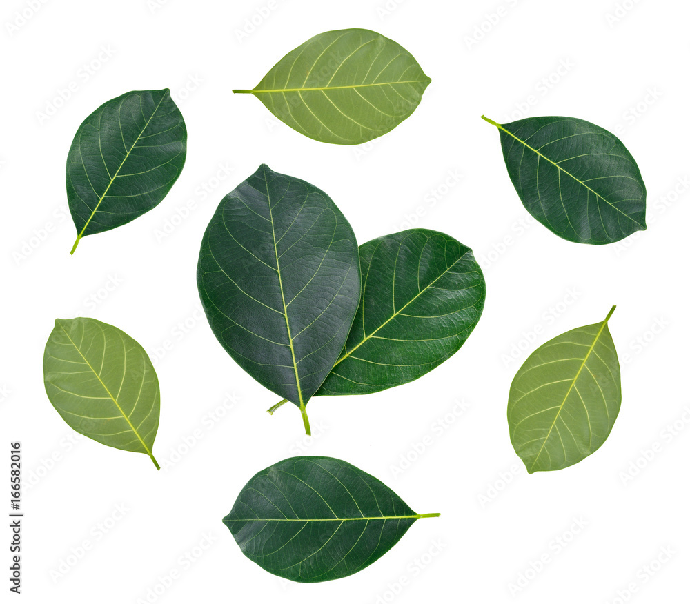 leaf of jackfruit green isolated on white background. leaf of jackfruit green isolated on white background.