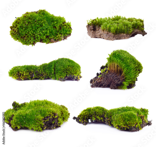 Green moss set isolated on white bakground