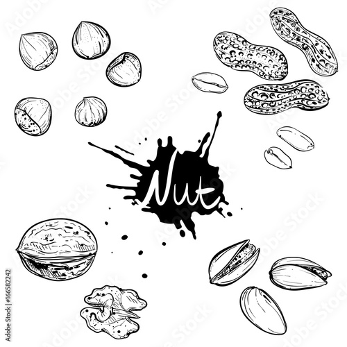 Hand drawn monochrome vector illustration of walnuts, hazelnuts, pistachios, peanuts. sketch. Vector eps 8.