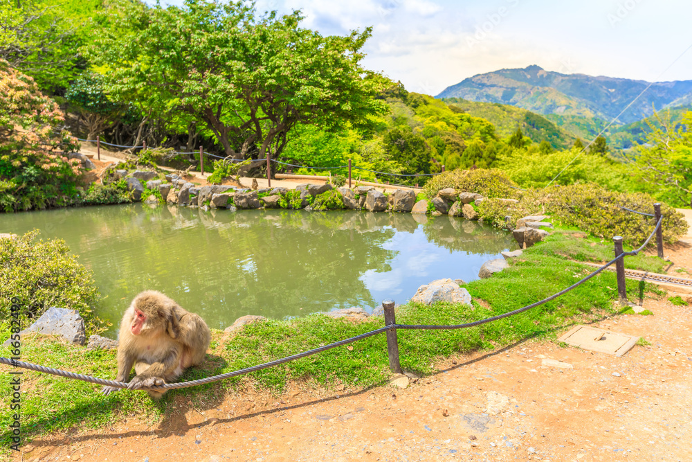 Naklejka premium Japanese macaque or Macaca fuscata near the pool in Iwatayama Monkey Park, Arashiyama, Kyoto, Japan. There are 120 Macaca Fuscata monkey in the popular park.Scenic landscape at the top of the mountain