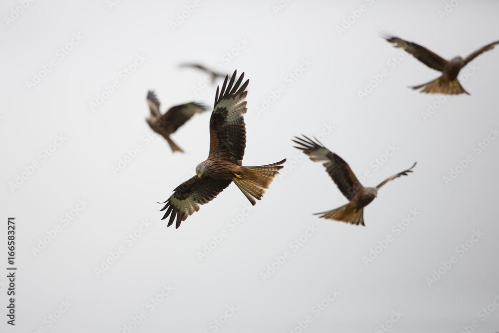 Obraz premium Red kite