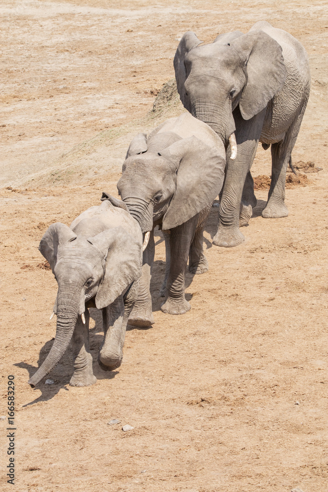 Fototapeta premium three elephants