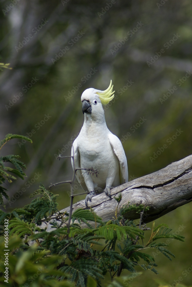 Australia cacatoes