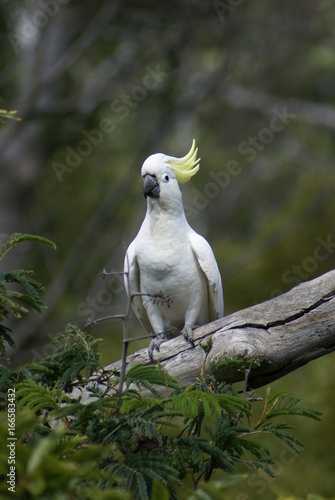 Australia cacatoes