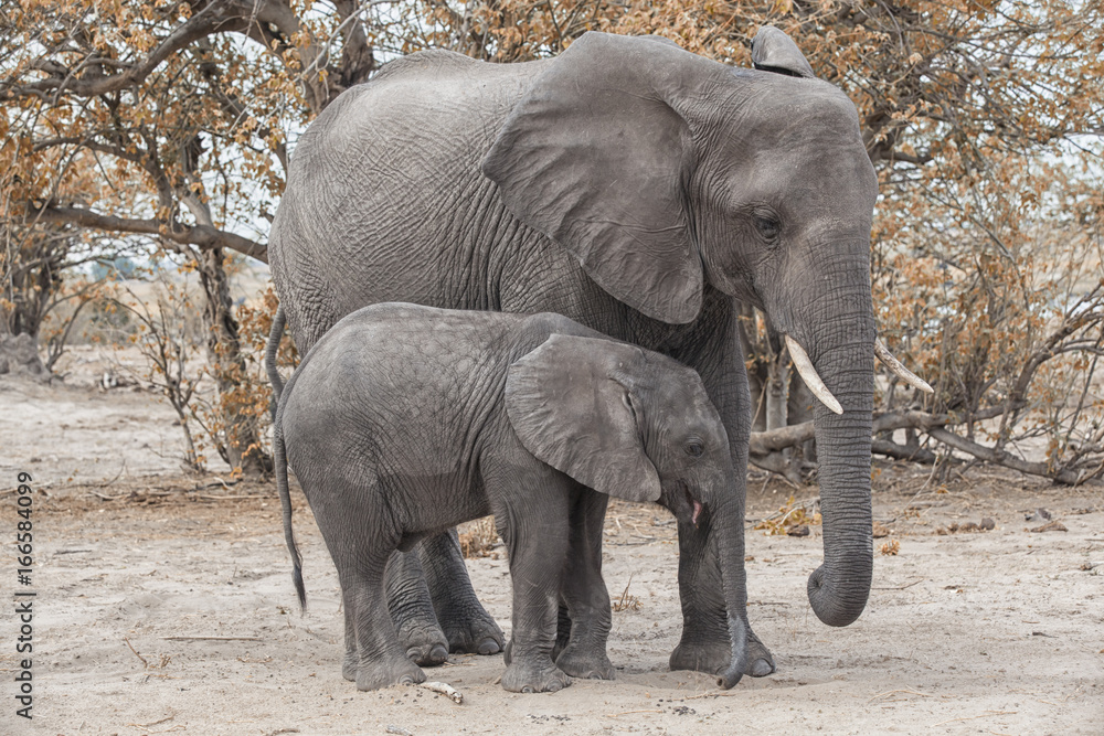 Fototapeta premium elephant with calf