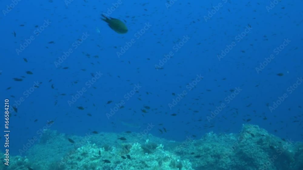 Swarm of fish in Mediterranean Sea, POV Swarm of fish in Mediterranean Sea, POV