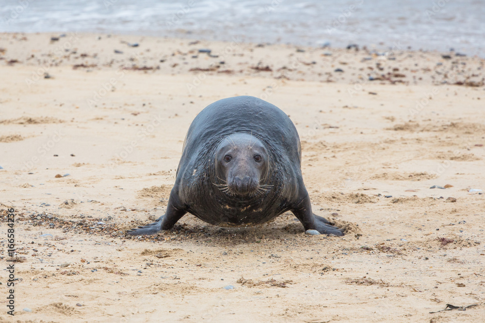Fototapeta premium Grey Seals