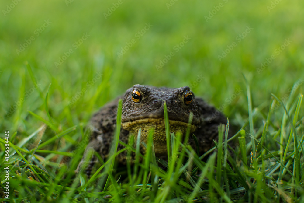 Toad in the grass