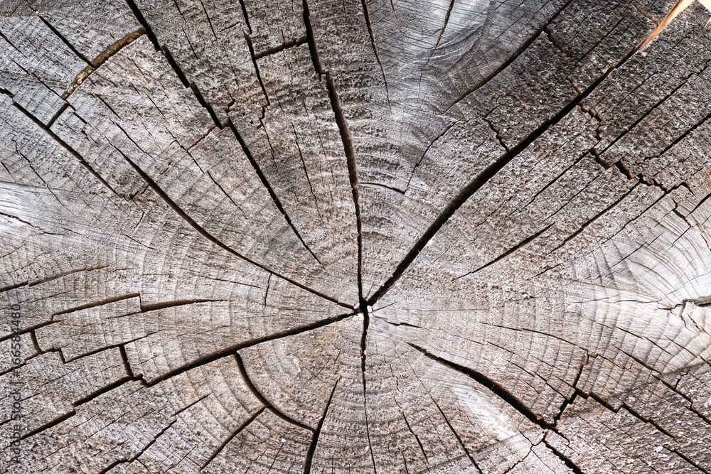 Fototapeta premium 年輪