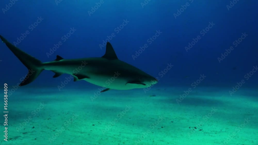 Lone shark swims off coast of Bahamas, POV Lone shark swims off coast of Bahamas, POV