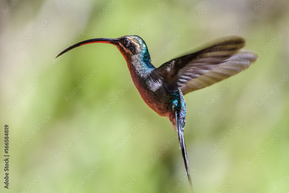 Fototapeta premium Hummingbird(Trochilidae)Flying gems