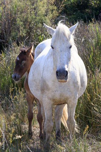 Wild horses in Camargue, France © jefwod
