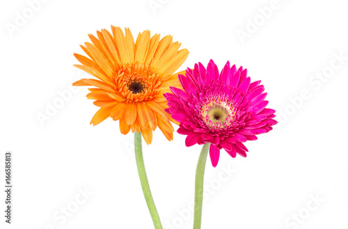 Beautiful orange and pink color gerbera flower isolated on white background