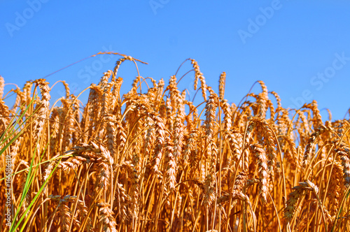 Φωτογραφία Blue Skies over wheatfield