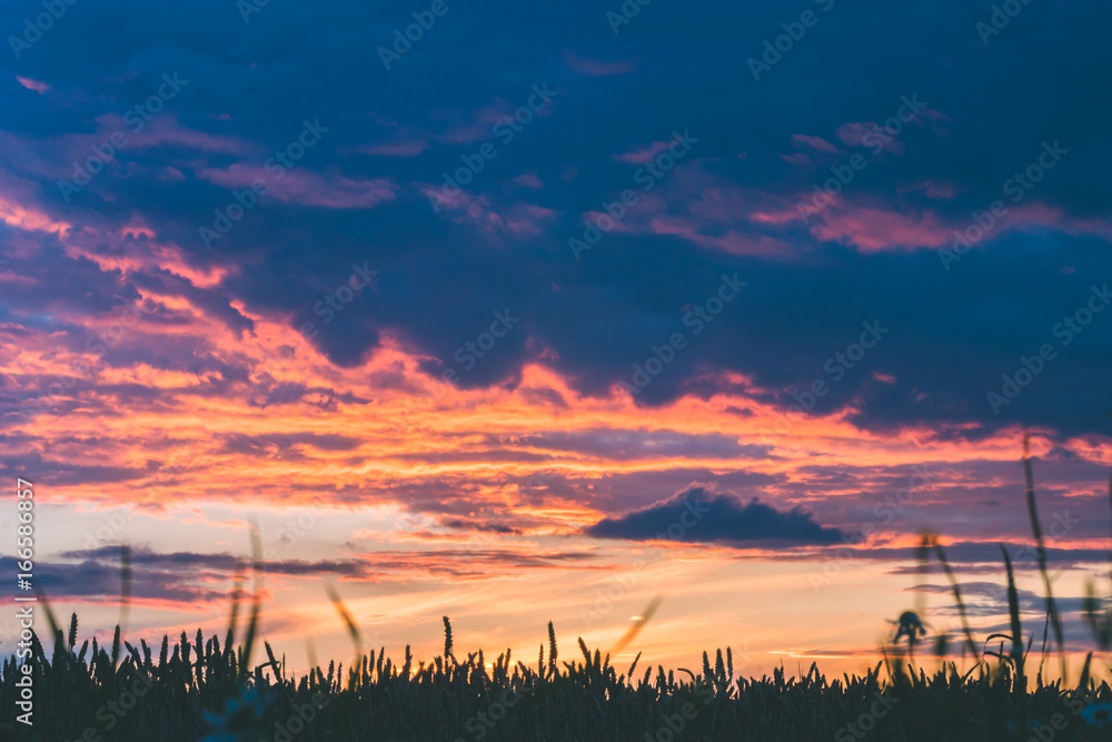 Obraz premium Dramatic sky during sunset with wheat straw silhouette in front. Back light