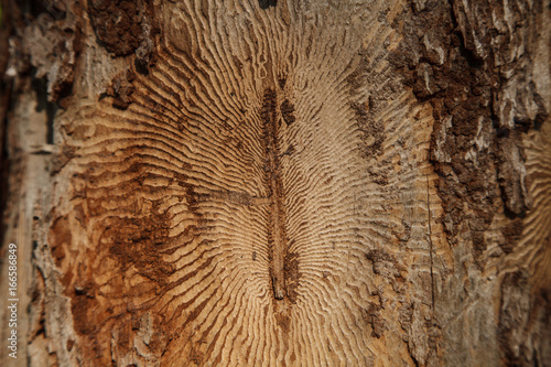 Closeup photo of tree bark with traces of a pest