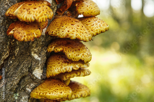 Close-up photo of Polyporus squamosus mushrooms growing on a live tree photo