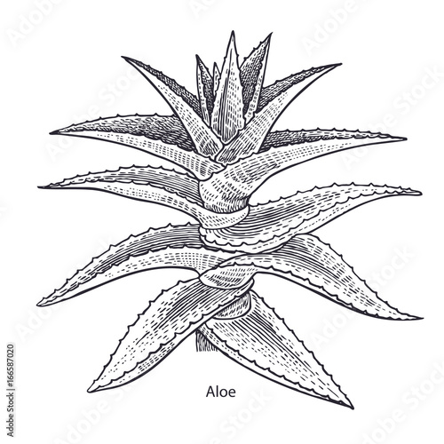 Medical plant Aloe vera.