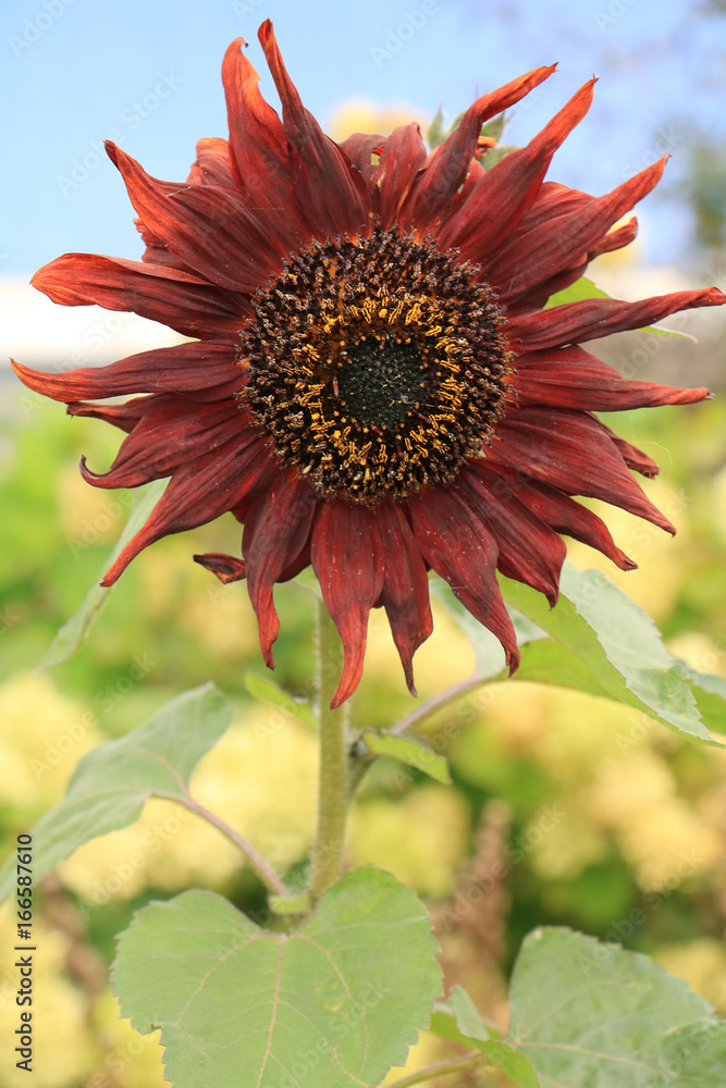 Naklejka premium sunflower