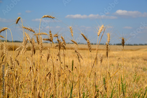 Spikelets of cereals against the backdrop of field