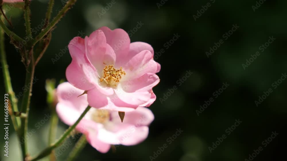 Pink Rosa miniature flower shallow DOF 3840X2160 UltraHD footage - Hybrid rose plant details 2160p 30fps UHD video Pink Rosa miniature flower shallow DOF 3840X2160 UltraHD footage - Hybrid rose plant details 2160p 30fps UHD video