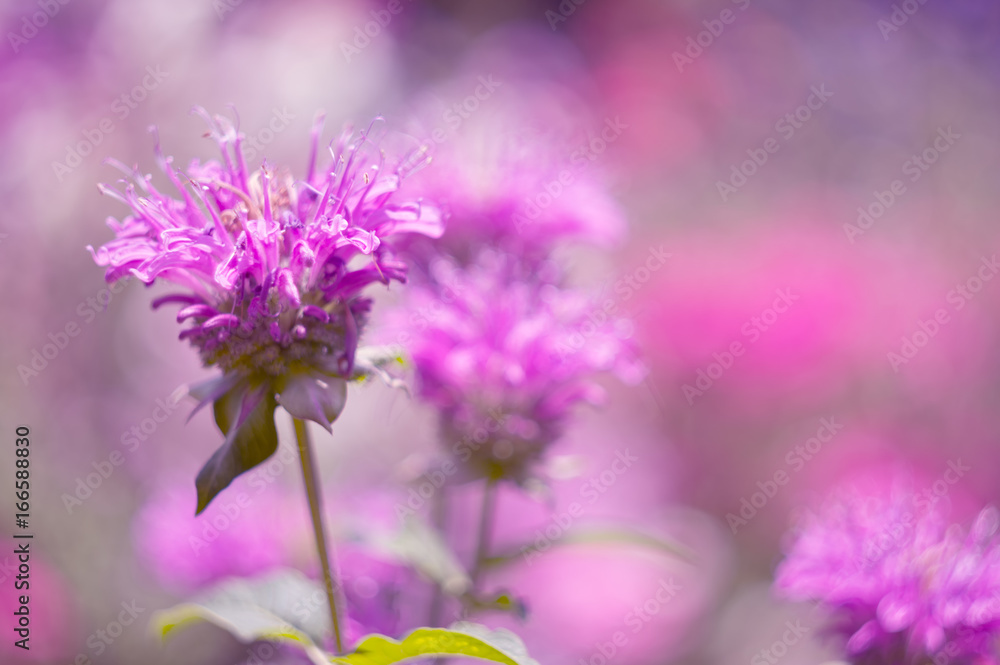 Macro purple flowers on a pink background. Macro purple flowers on a pink background.