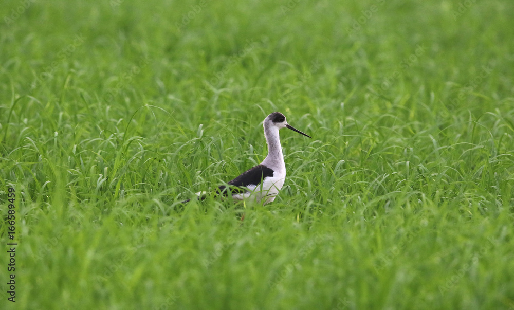 Naklejka premium Black-winged Stilt