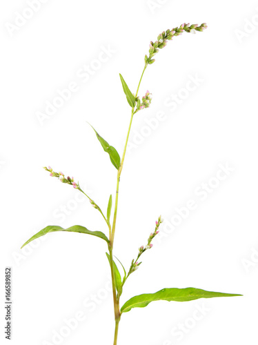 Water-pepper (Persicaria hydropiper) isolated on white background. Medicinal plant