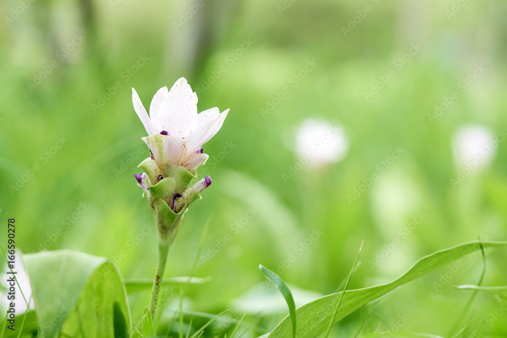 White Siam tulip flowers(Curcuma aeruqinosa Roxb.) pebble flowers in the field of flowers, which will bloom in the rainy season. White Siam tulip flowers(Curcuma aeruqinosa Roxb.) pebble flowers in the field of flowers, which will bloom in the rainy season.