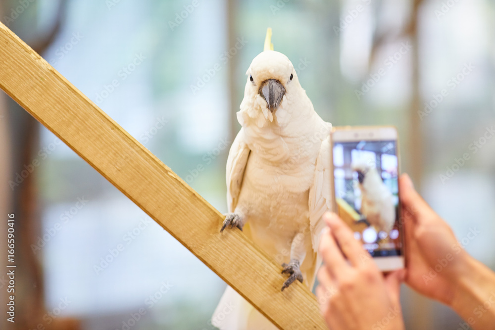 Fototapeta premium Taking a Picture of a Parrot