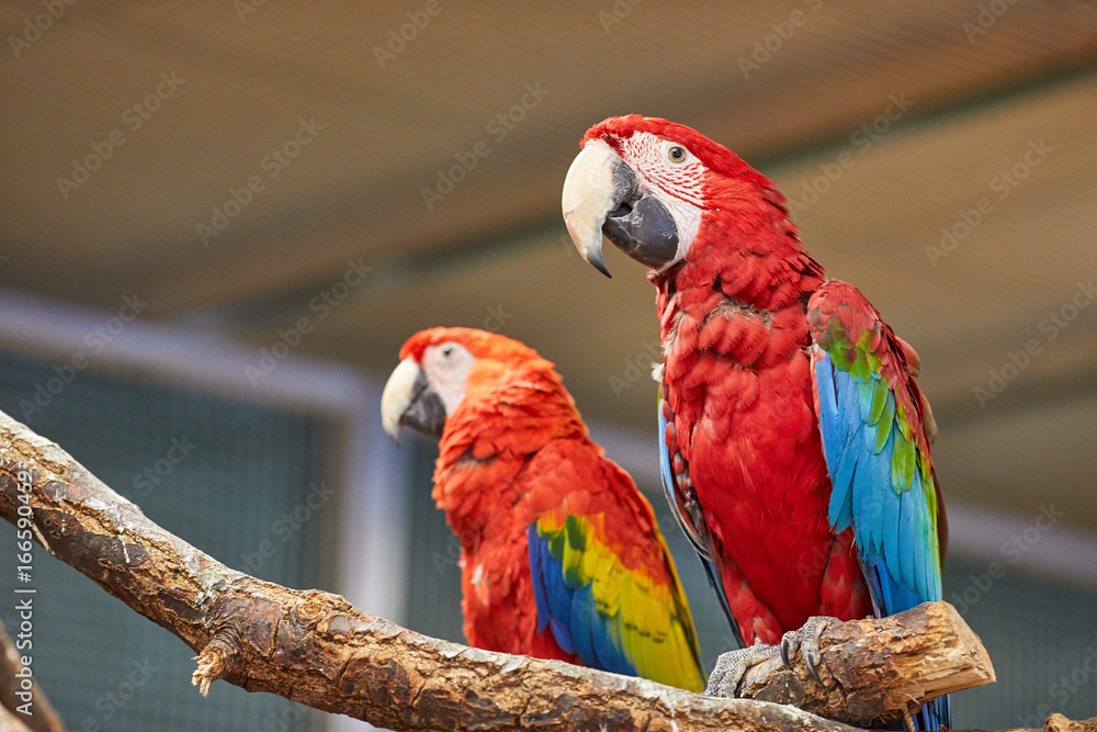 Close up of colorful scarlet macaw parrot