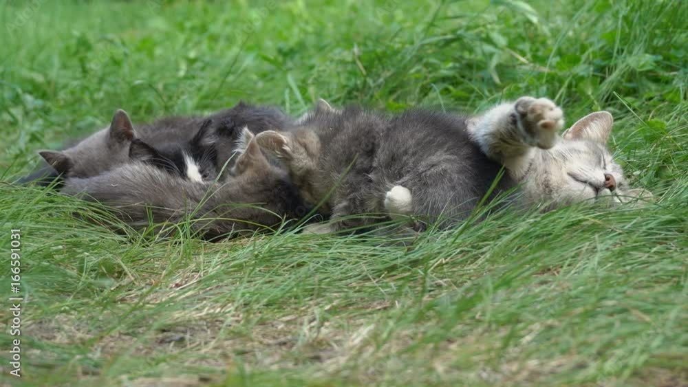 sleeplessness one kitten of cats sleep family
sleeplessness one kitten of cats sleep family