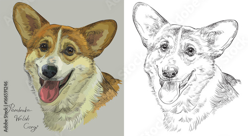 Colorful and monochrome hand drawing vector portrait of Pembroke Welsh Corgi