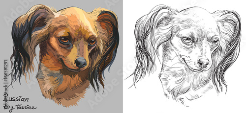 Colorful and monochrome hand drawing vector portrait of Russian long-haired toy Terrier