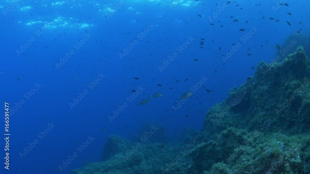Various fish swim alongside Mediterranean Sea ridge, POV Various fish swim alongside Mediterranean Sea ridge, POV