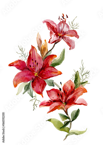 Beautiful red tiger lilies on white background.  Watercolor painting. Hand drawn.