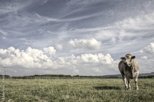Fototapeta Naklejka Na Ścianę i Meble -  Charolais Bullocks on a Yorkshire Farm