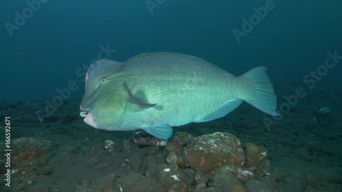 Two bumphead parrotfish swim over ocean floor, POV