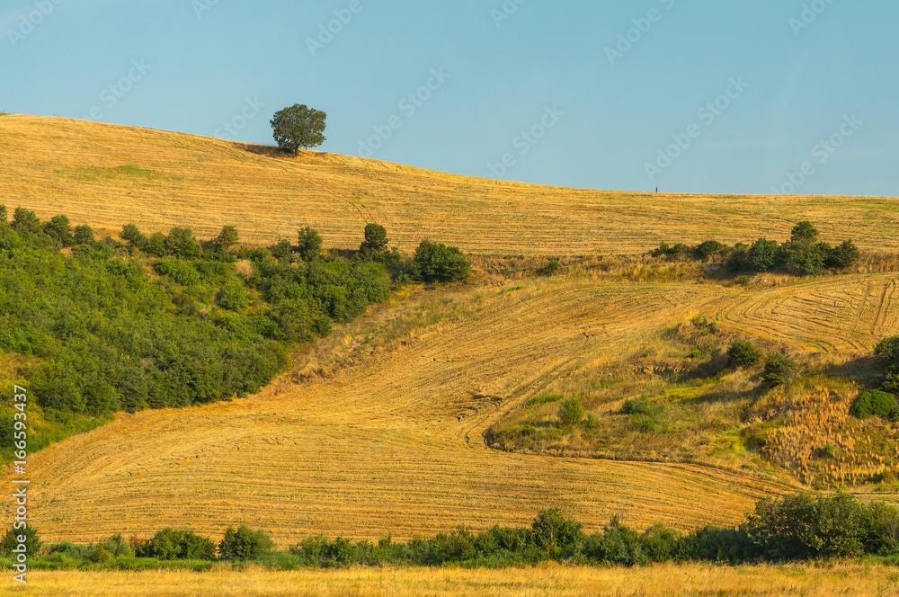 Fototapeta premium Summer landscape with hillside and blue sky in Italy
