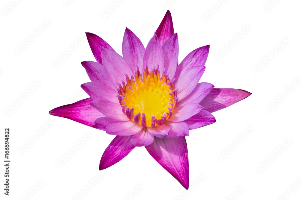 Lotus flower pink color on white background. have clipping path