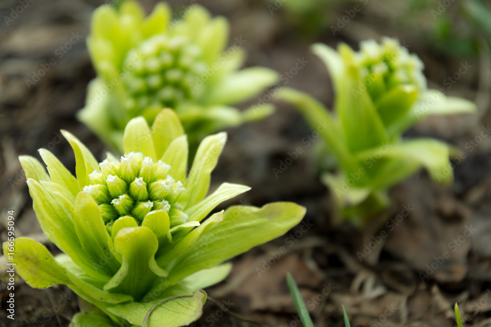 Obraz premium ふきのとう / 春のイメージ